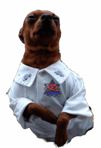 Yoshi meditando sobre o que eu disse